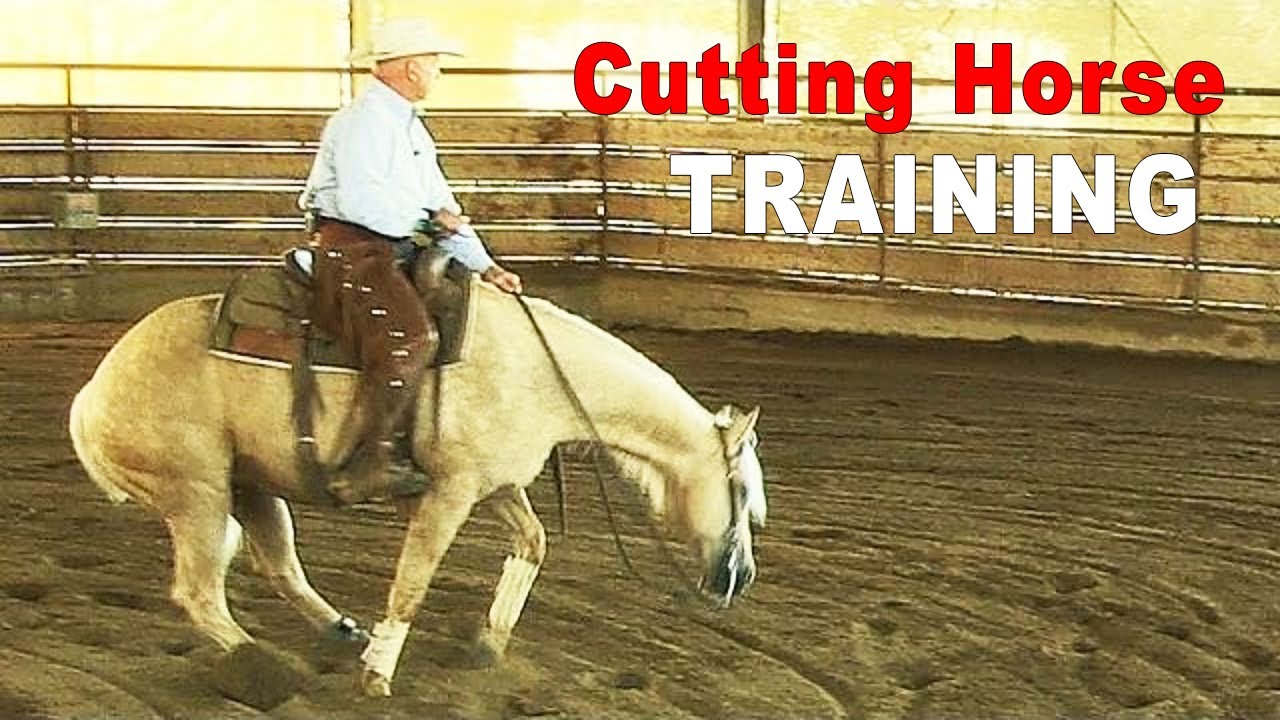 How To Train A Cutting Horse Using A CowTrac Mechanical Cow Or Flag - Intermediat Horse