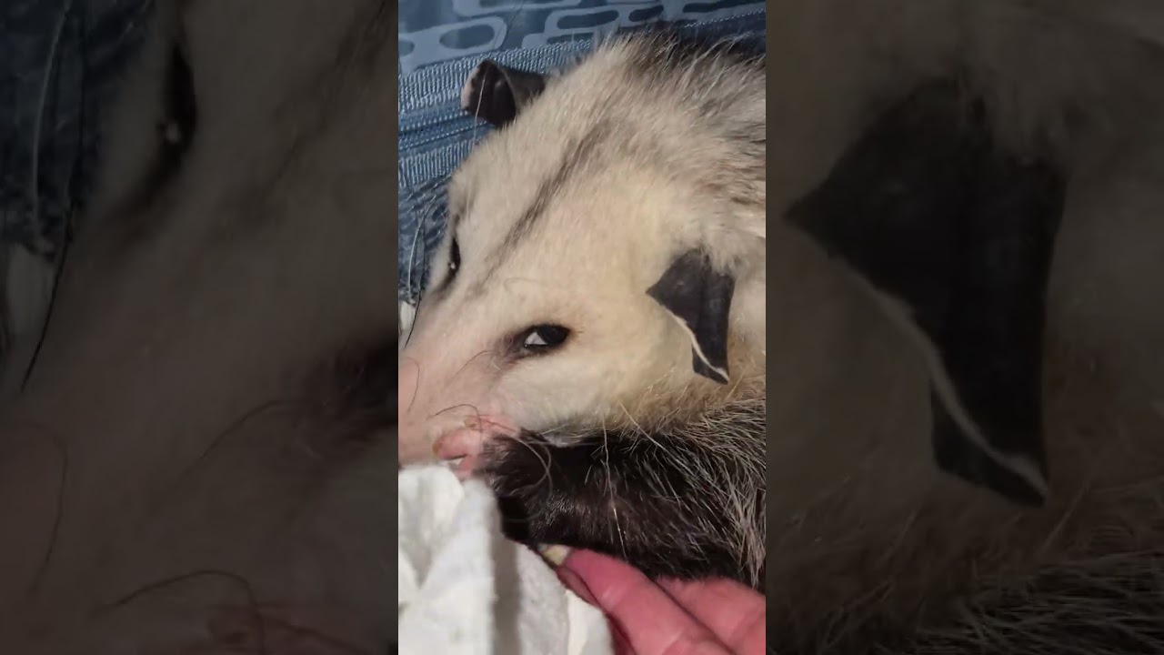 Opossum Up Close #Opossum 