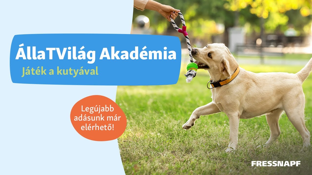 &Aacute;llaTVil&aacute;g Akad&eacute;mia - J&aacute;t&eacute;k a kuty&aacute;val