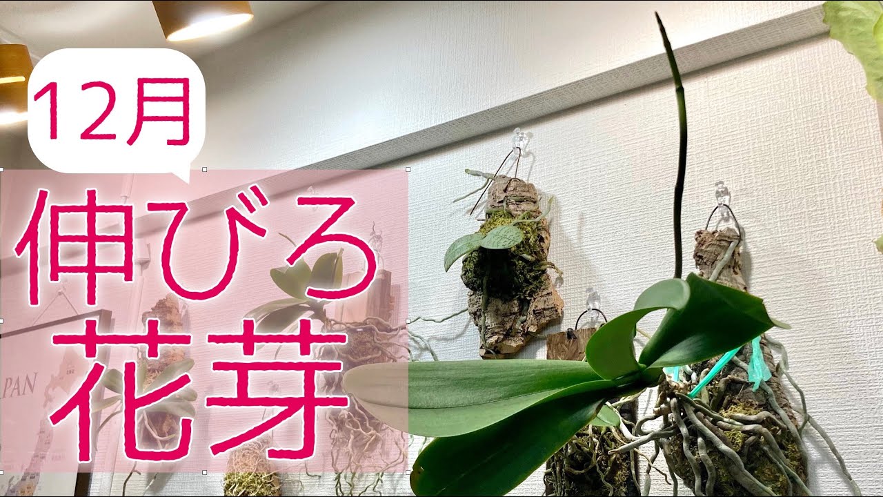 【12月の胡蝶蘭】花芽がまだ出てない人必見！