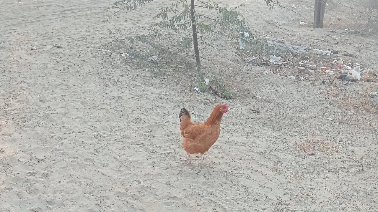 Beauty of my village