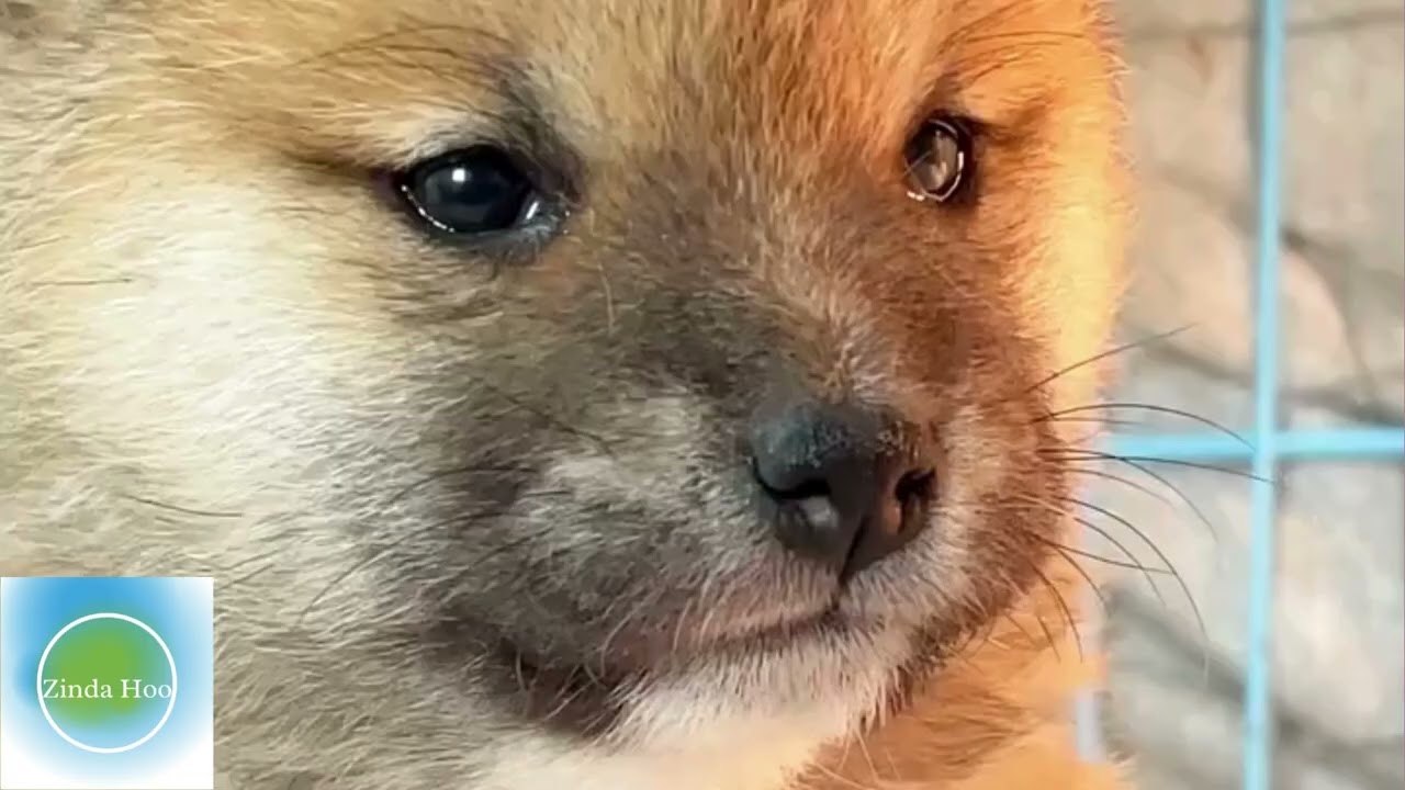 Unleashing the Paw-some Power: The Ultimate Doggo Delight in Just 3 Minutes! 🐾