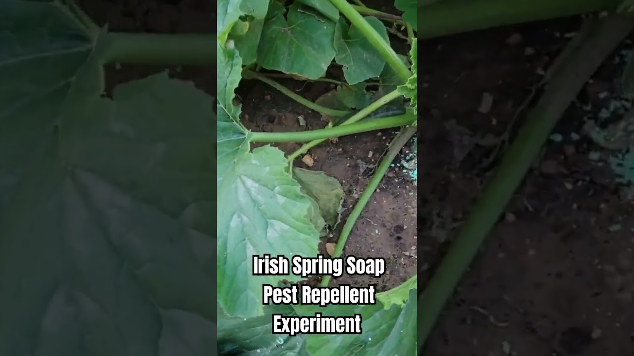 Irish Spring Soap PEST Repellent Experiment 