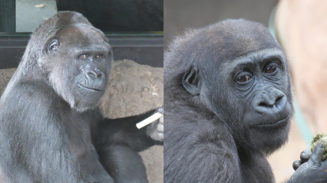 トトは食欲あるし、スモモの風邪も治ったようだし、よかったよかった　上野動物園　ゴリラ　202511