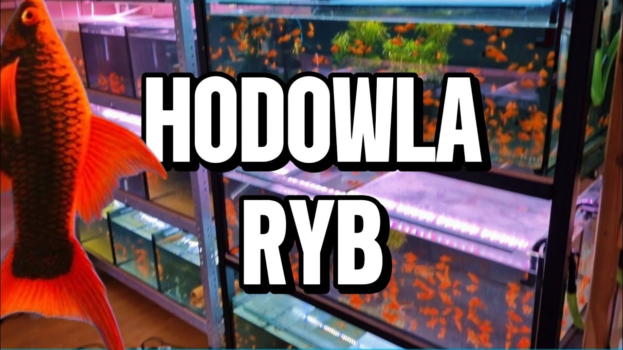Hodowla Ryb Krzysztofa Bednarowicza