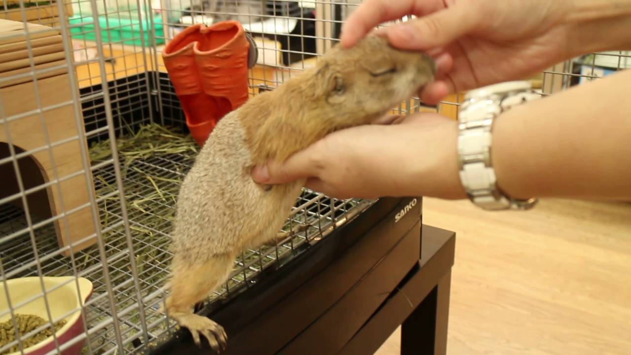 スタッフメロメロ！甘えん坊のプレーリードッグ【アミーゴ妹尾】ｐｒａｉｒｉｅ　ｄｏｇ