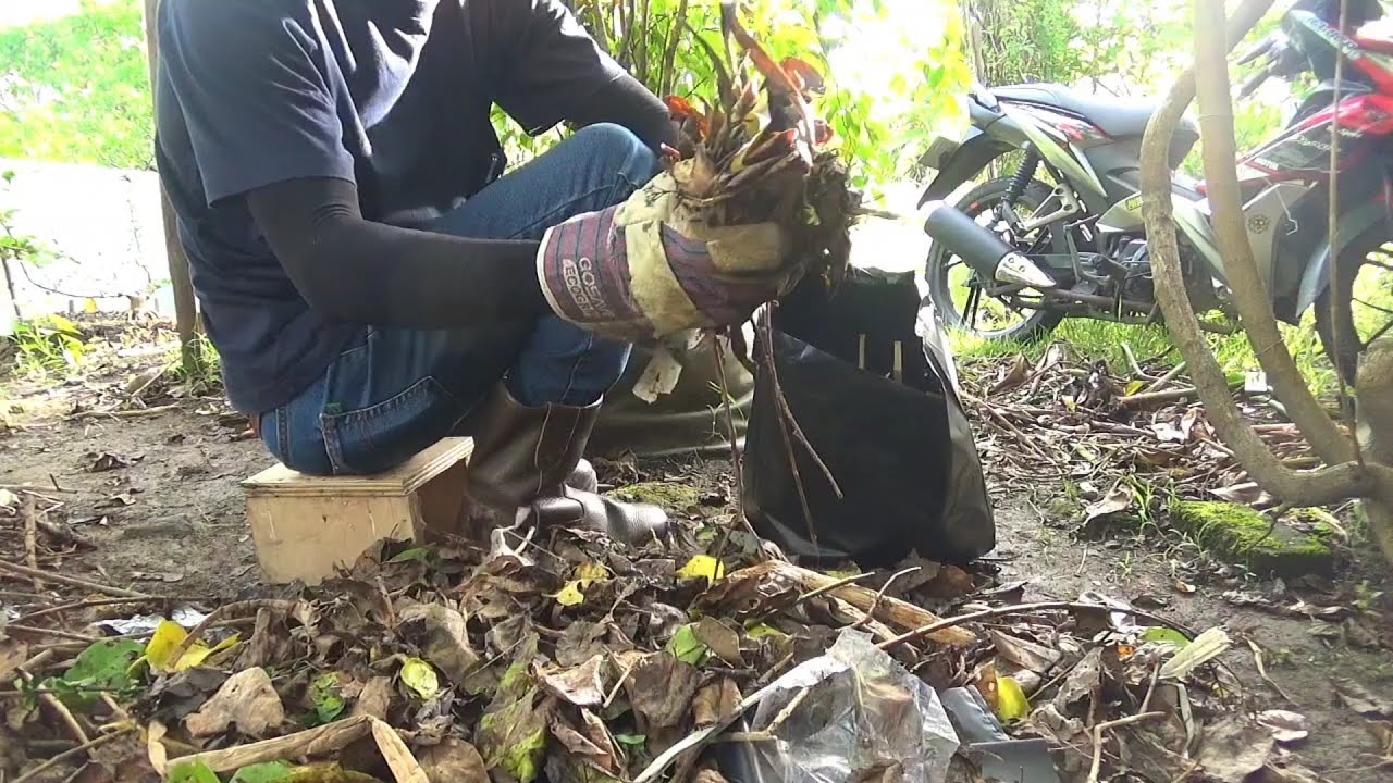 Memanfaatkan daun kering jadi pupuk kompos