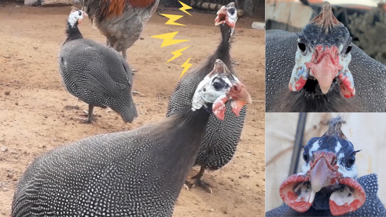 الفرق بين صوت ذكر الدجاج الحبشي و صوت أنثى الدجاج الحبشي (القبج) Male vs Female Guinea Fowl Sounds