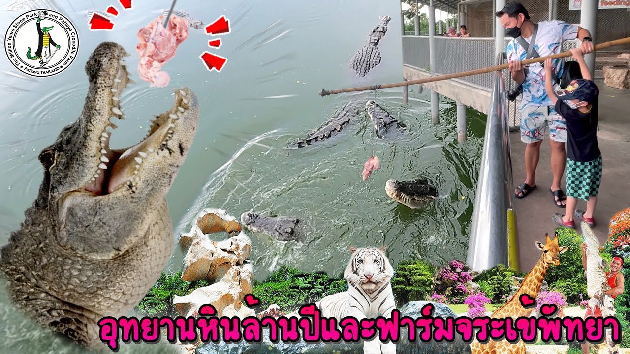 ให้อาหารจระเข้ เที่ยวพัทยา อุทยานหินล้านปีและฟาร์มจระเข้พัทยา | Bm and Porsche