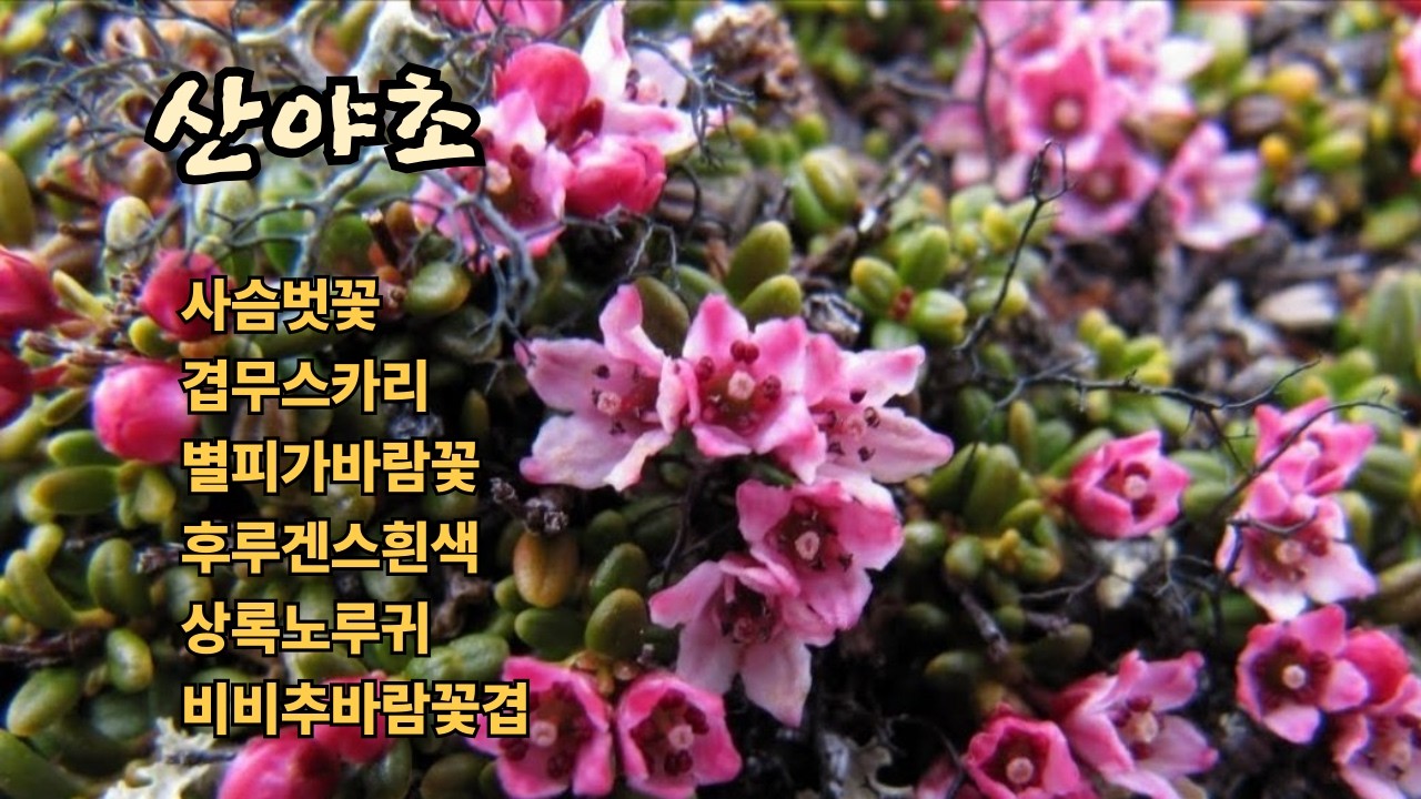 26.2.15. 산야초야생화,수입야생화,무스카리겹꽃,사슴벗꽃,수입앵초,상록노루귀겹꽃