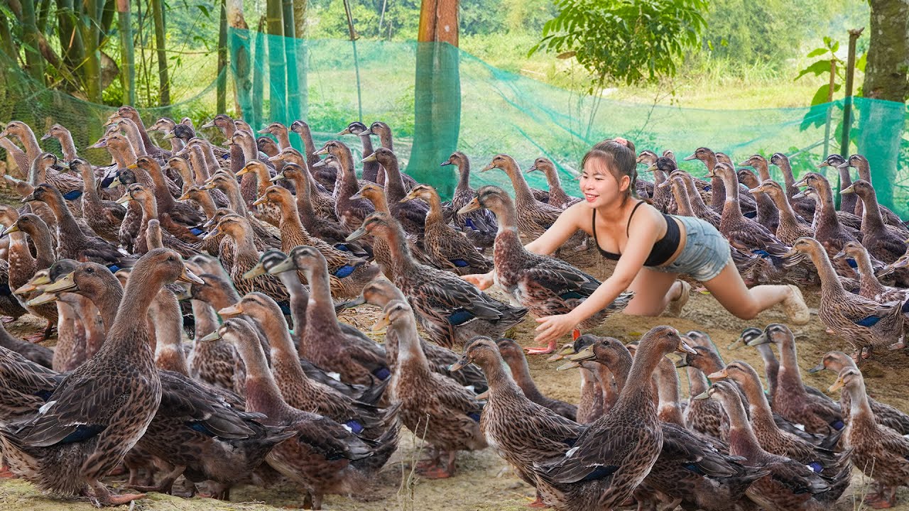 Selling Many Ducks After 5 Months of Raising - Villagers Bought All Ducks in 60 Minutes