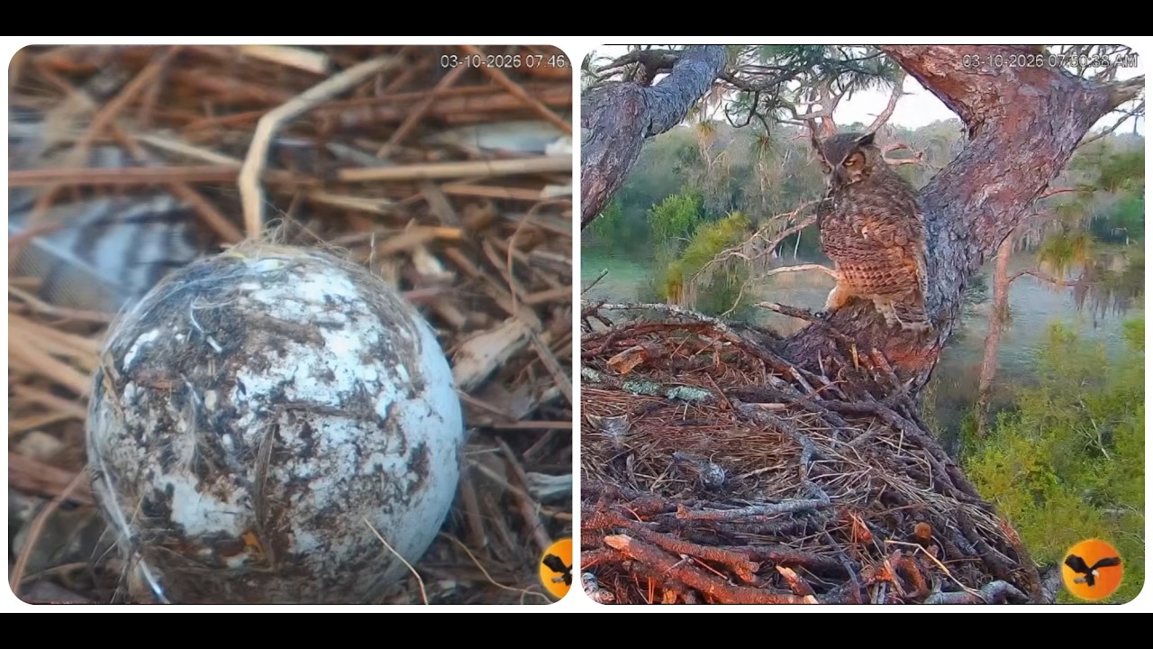 Willow continues to incubate the egg 10.03.2026 Eagle Country Eagle Country Nest Cam 2025