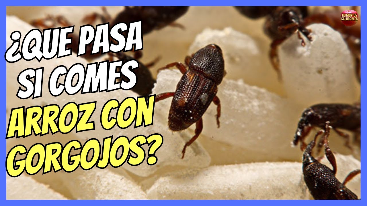 🔴 ¿QUÉ PASA SI COMO ARROZ CON GORGOJOS? 🔴