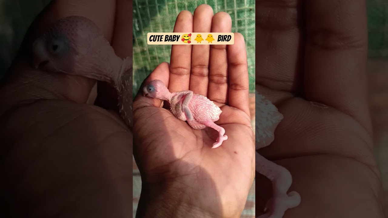 Budjigs 🐥🐣🐤🐣 #shots #budgie_videos #budgiebreeding