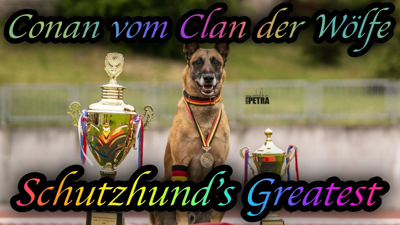 Schutzhunds Greatest Dogs *Conan vom Clan der Wölfe*