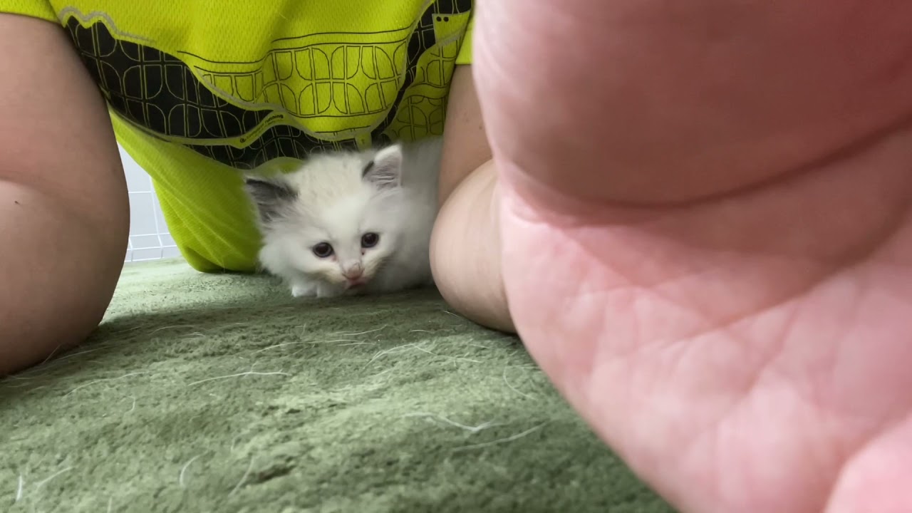 お腹の下で遊ぶ保護猫スノーが可愛すぎる(推定生後１ヶ月)