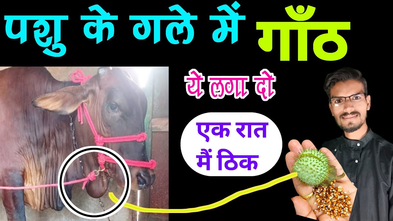 गाय भैंस में गांठ का इलाज | bhains ki ganth ka ilaj | गाय भैंस के गर्दन पर गांठ का इलाज | abscess |