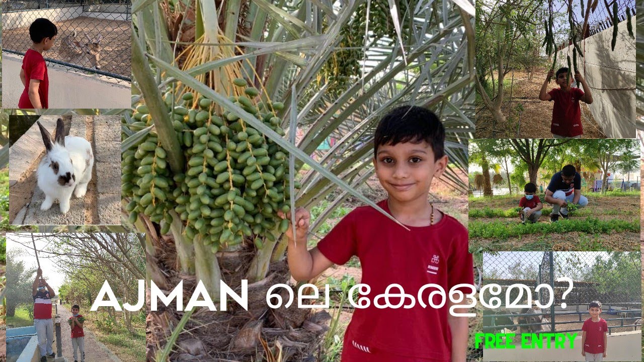 Cee Tees Farm Ajman|Must Visit Place in Ajman #ceeteesfarm #ajman #uae