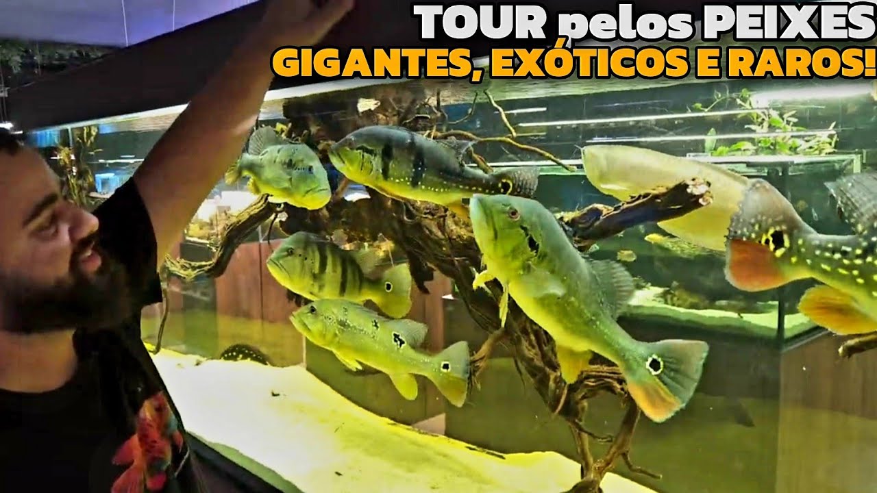 ENCONTREI PEIXES RAROS E EXÓTICOS NUMA DAS MAIORES LOJAS DE AQUARISMO DO BRASIL!