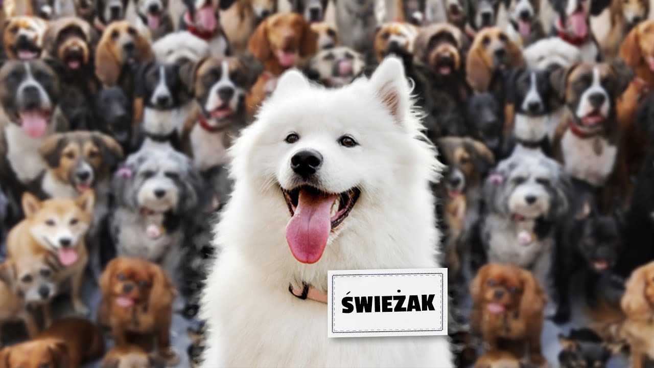 Jak wprowadzić psa do stada?