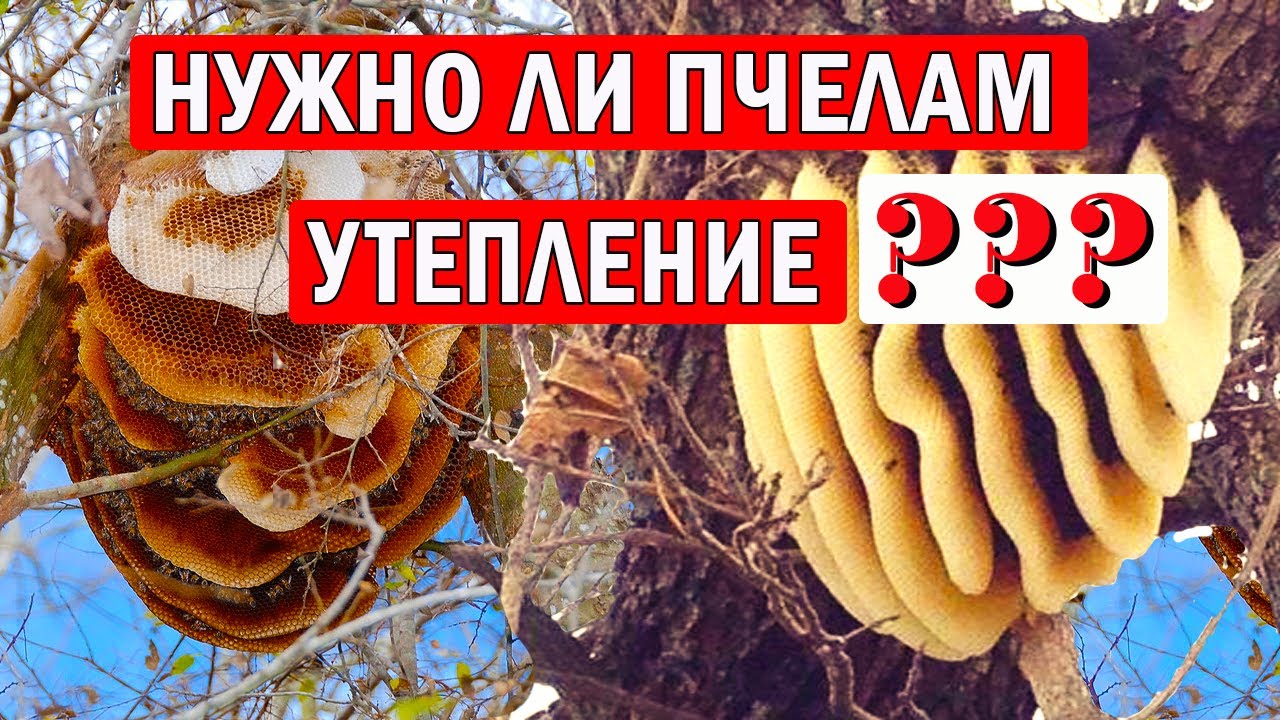 Почему в улье Сырость? Вентиляция и Утепление Пчел Зимой. Зимовка пчел.