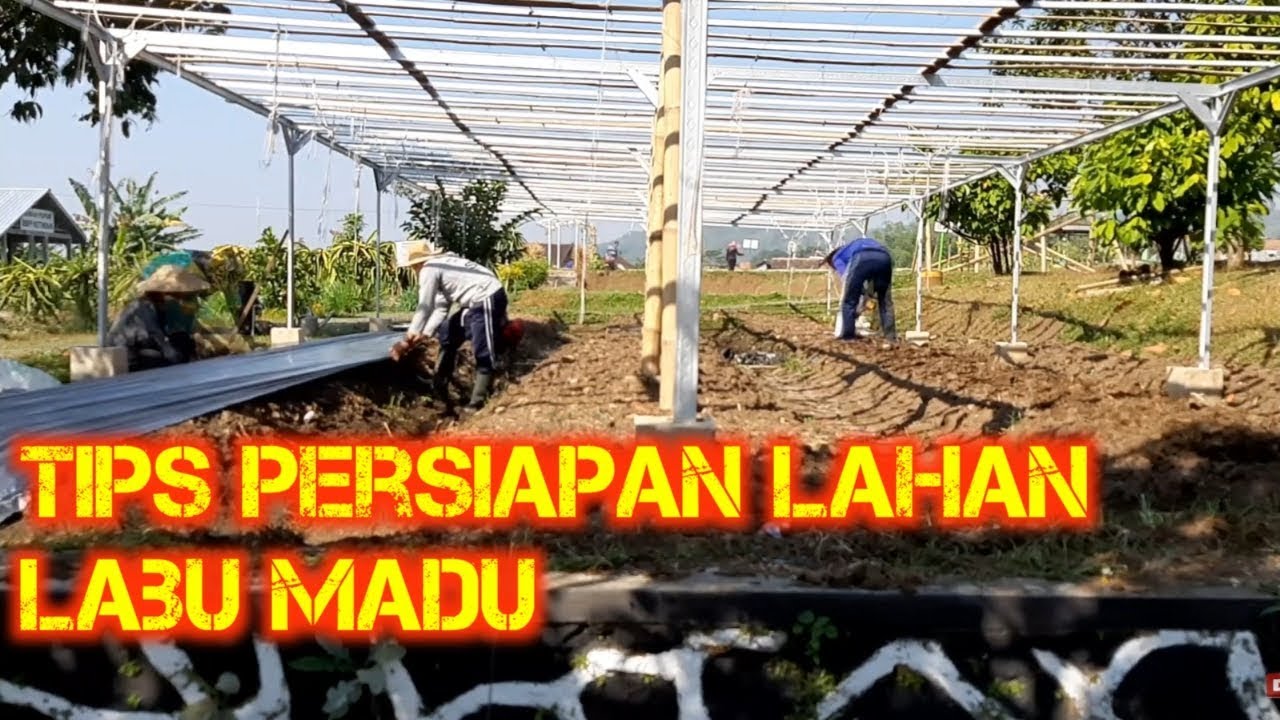 Tips persiapan lahan labu madu