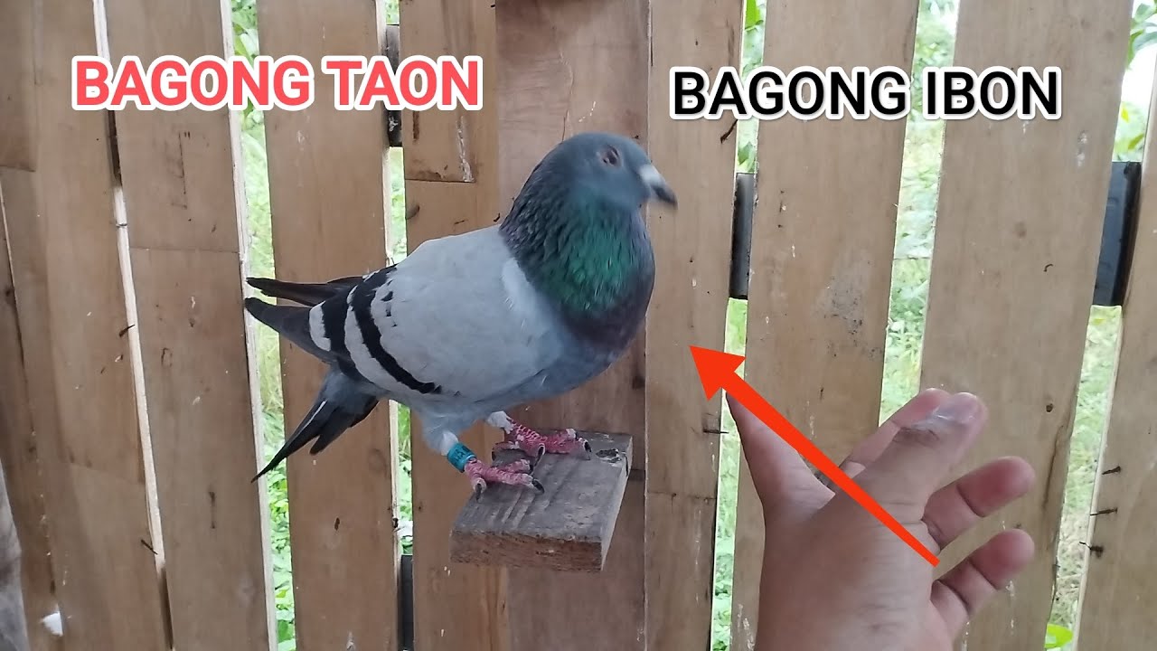 BAGONG TAON BAGONG IBON MGA KALAPATIDS #pigeon #bird