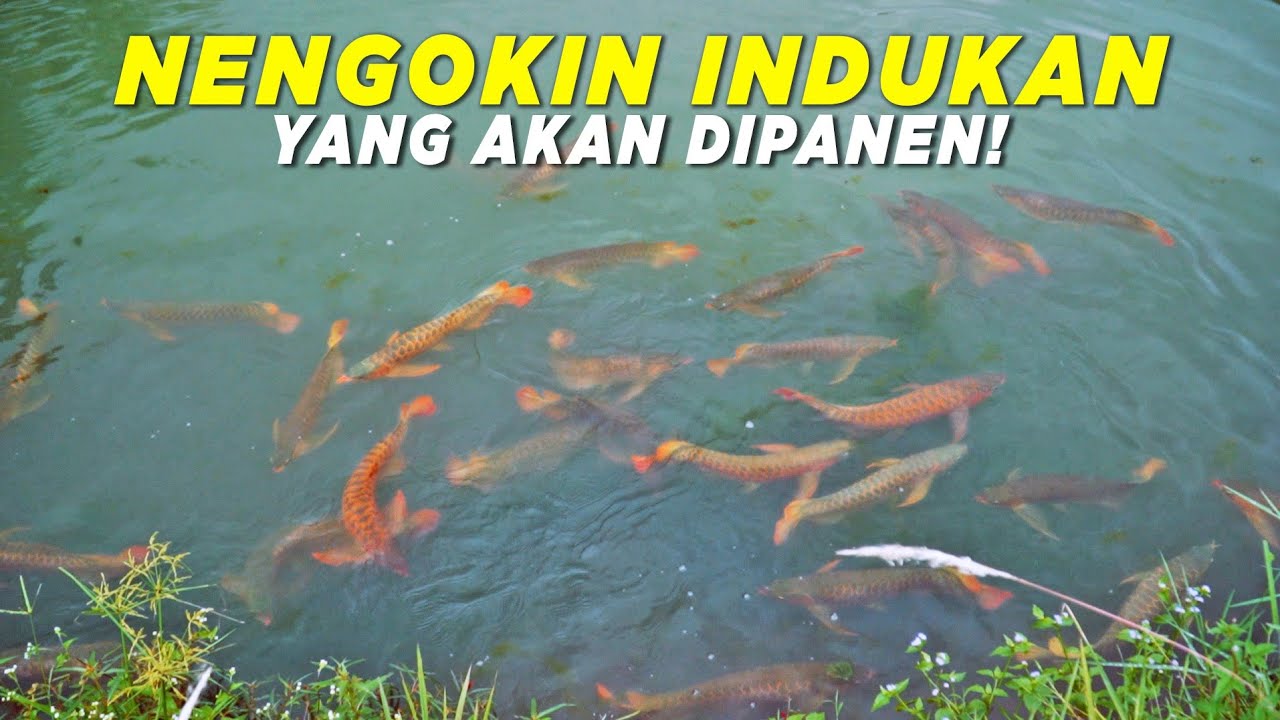 FARM CIAMPEA TERUS BERBENAH BUKAN CUMA FASILITAS TAPI JUGA MENINGKATKAN SDM NYA || 88REDGALLERY