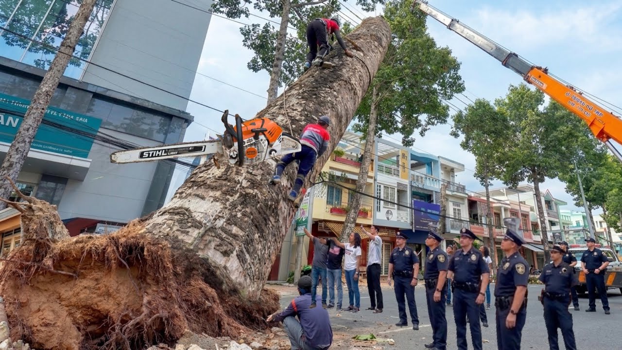 SHOCKING: Cutting Down A Giant Tree That Crashed Into A House Due To Storm