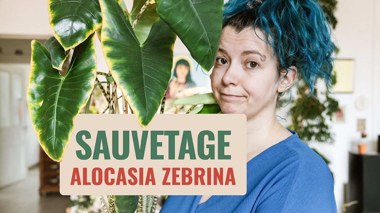 🪴 Sauvetage Alocasia Zebrina 💦