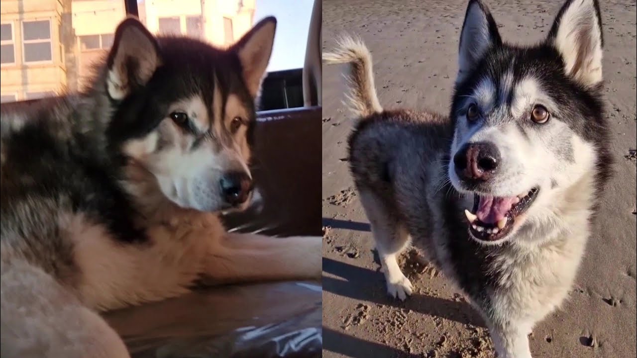 Old Husky Turns Into A Puppy at Christmas Time!