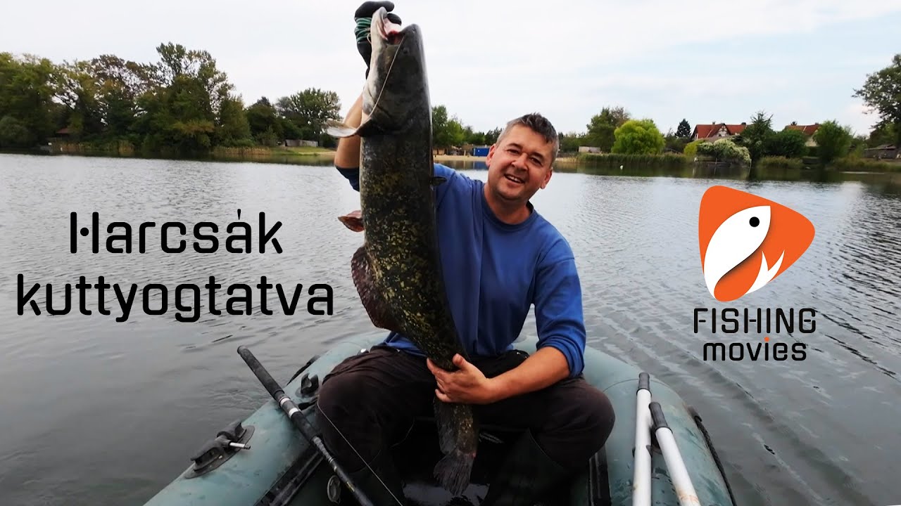 Harcsák Kuttyogtatva
