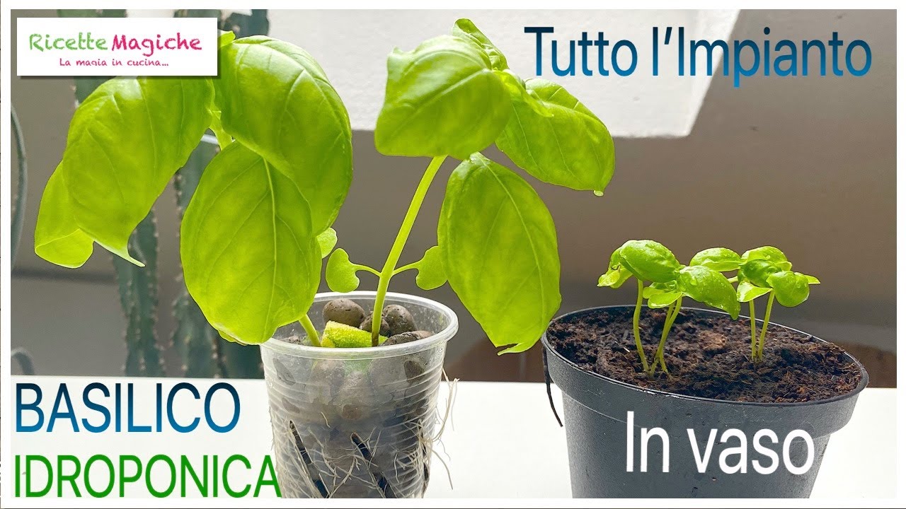 Idroponica fai da te | impianto in casa per erbe aromatiche menta basilico | Advanced Nutrients