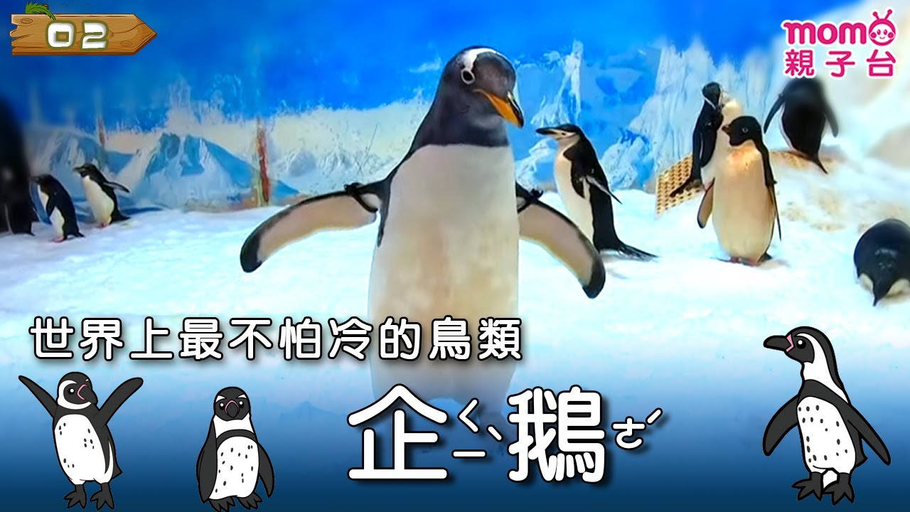 【企鵝】Penguin🐧｜世界上最不怕冷的鳥類｜動物介紹｜昆蟲介紹｜寫實紀錄｜生態環境｜《動物大聯盟》S2 EP02｜#momo親子台 24頻道