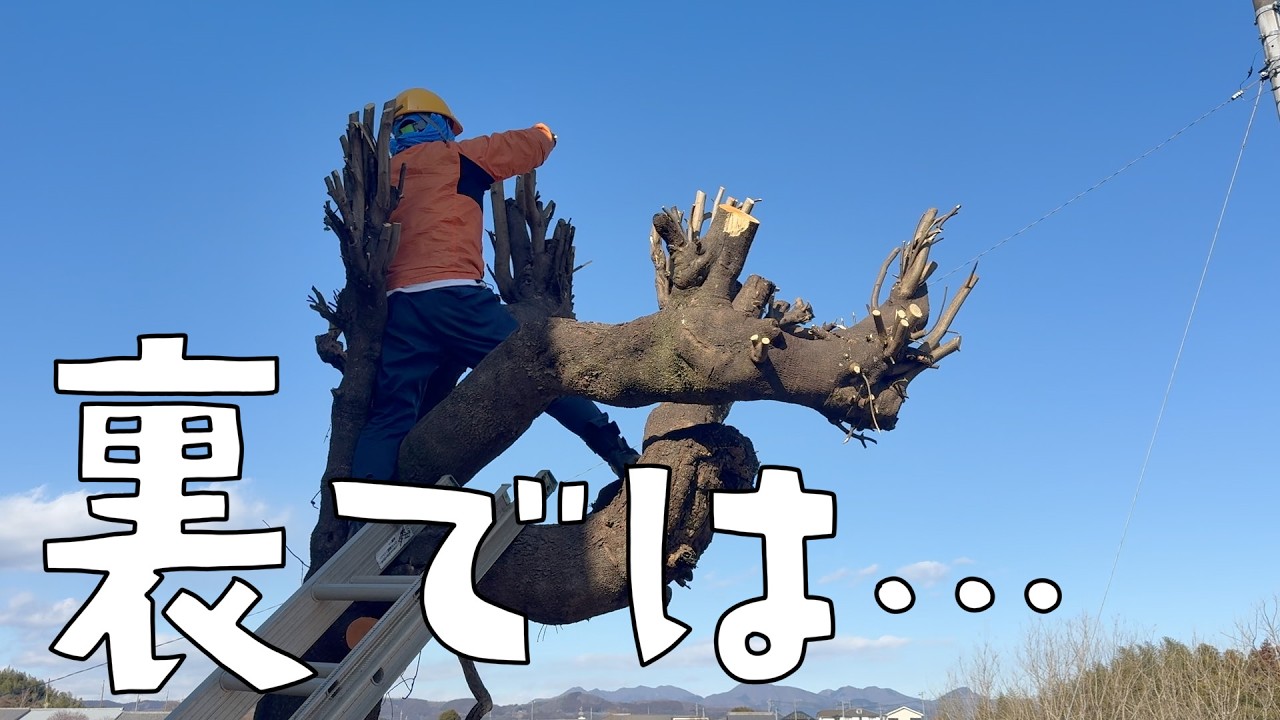 剪定のその後と1月の外作業の裏で行われていたこと。【第181話】