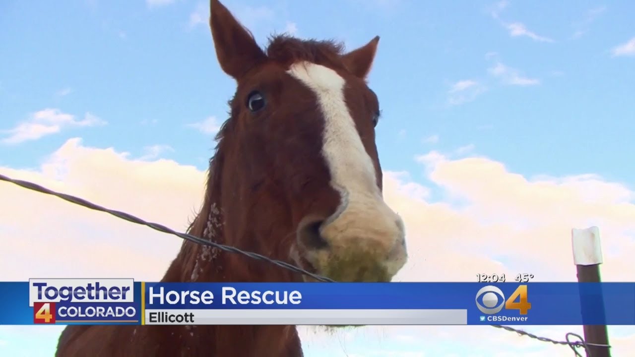 Horse Rescue Needs Help After Blizzard