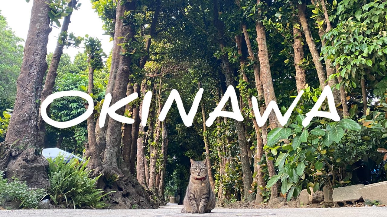 Okinawa | Coastal Fun! Reunion, Churaumi Aquarium, & Bise-Fukugi Tree Road