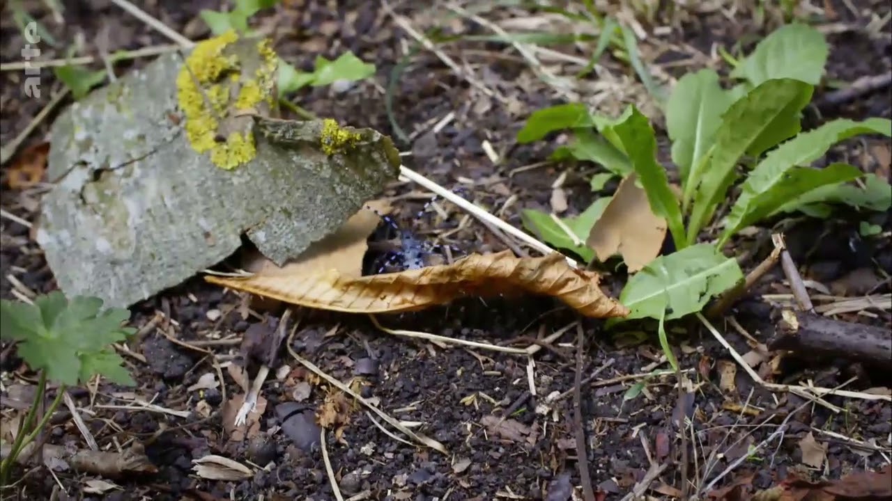 Lebensraum Kopfbaum - Vom nachhaltigen Nutzen des Baumschnitts