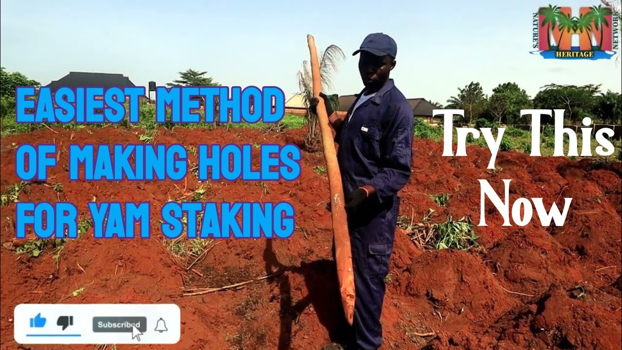 Easiest Method Of Making Holes For Yam Stakes