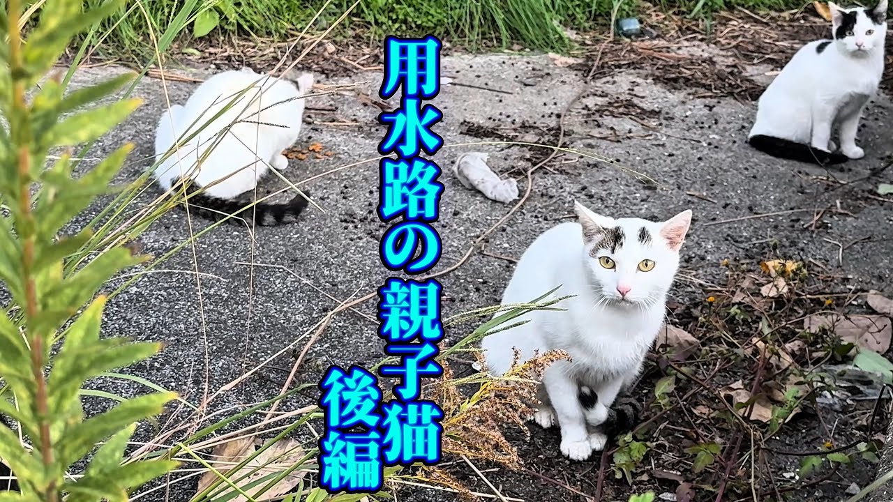 寒波が来る前に用水路で暮らす親子猫を保護！【後編】