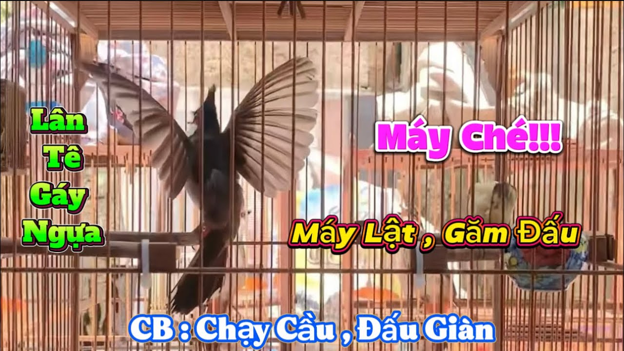 Siêu Phẩm Đẳng Cấp Đấu Xoè Bung Xoè , Lân Tê Mặt Quỷ Phách Đánh Găm Lật , Nết Đấu Đỉnh Cao Chim Giàn