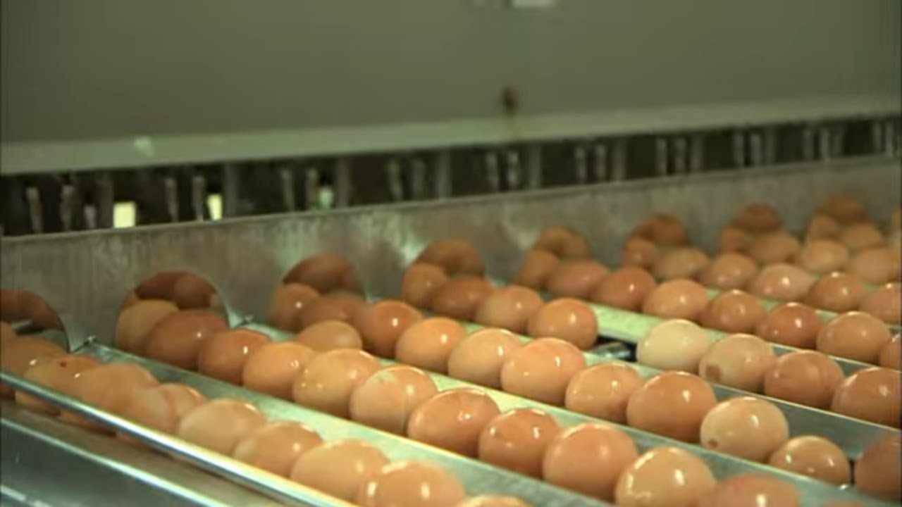 Ces oeufs que les industriels utilisent…
