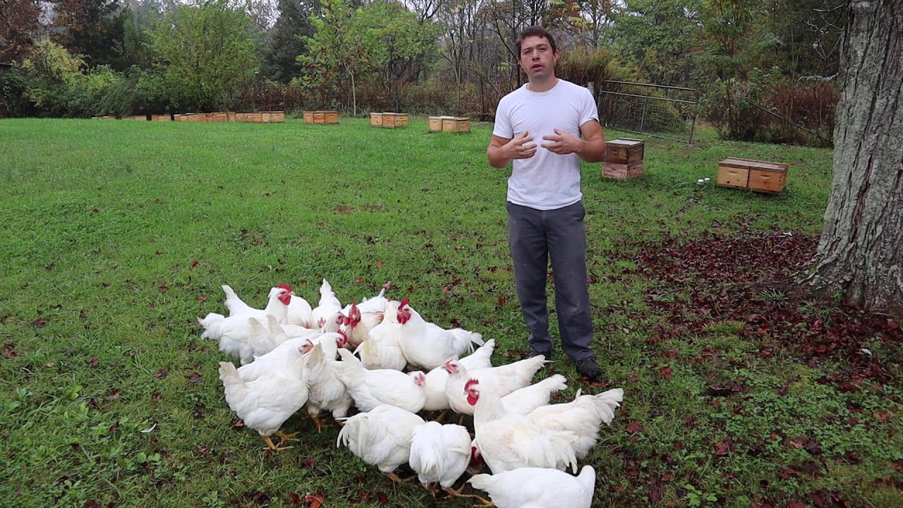 Cornish Broilers Week 10! Why we keep them longer?