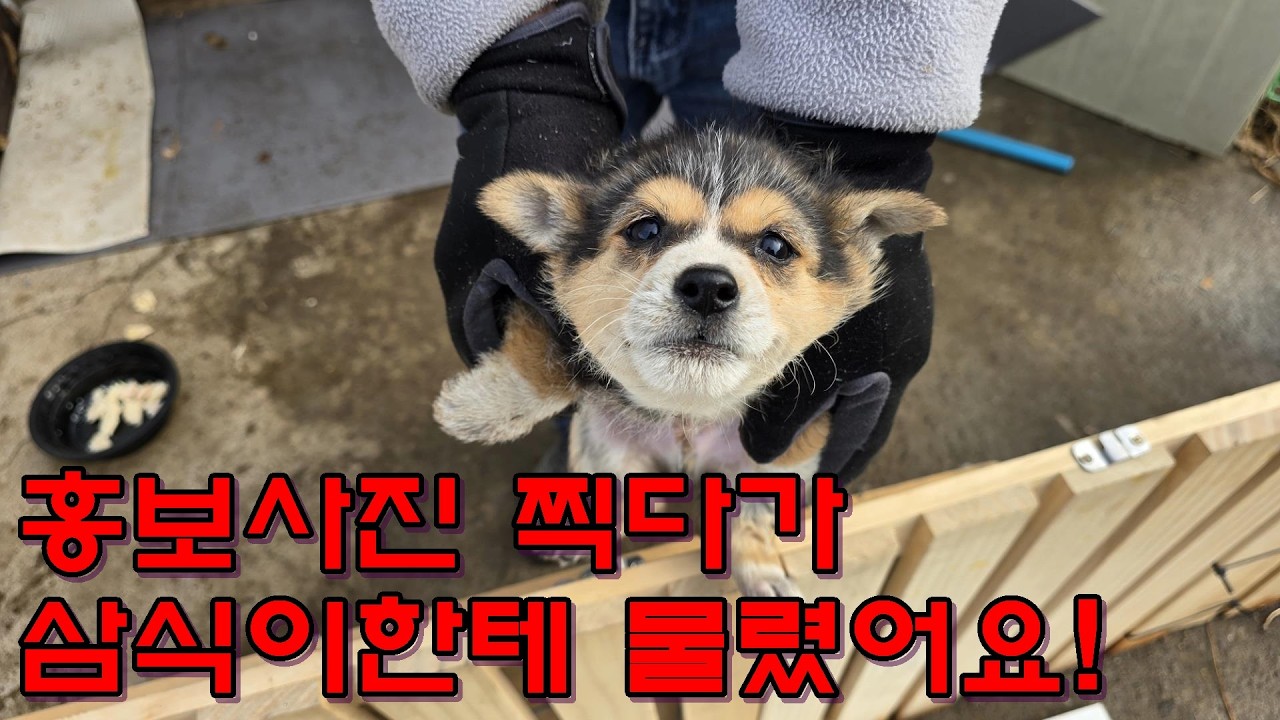 홍보사진 찍다가 삼식이한테 물렸어요!