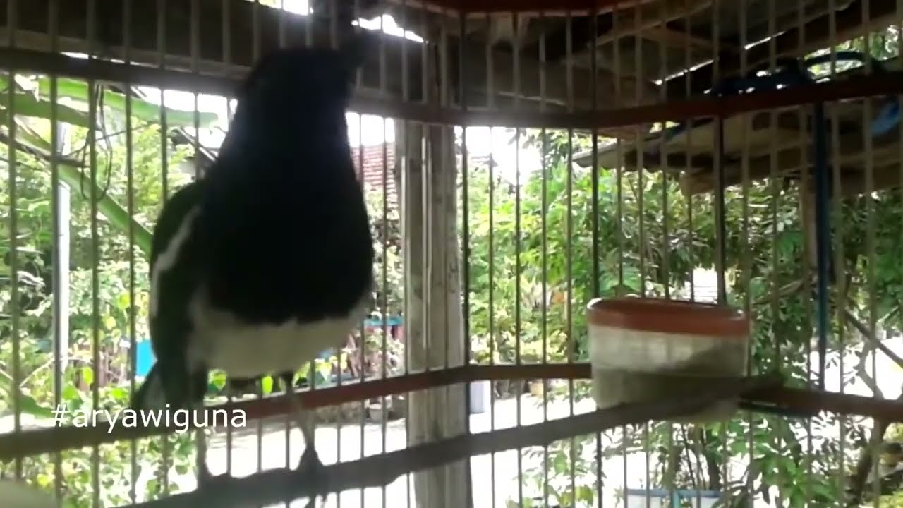 Suara Kicau KACER Volume TINGGI, Memancing KACER lain GACOR, Jadikan PIKATAN untuk KACER anda