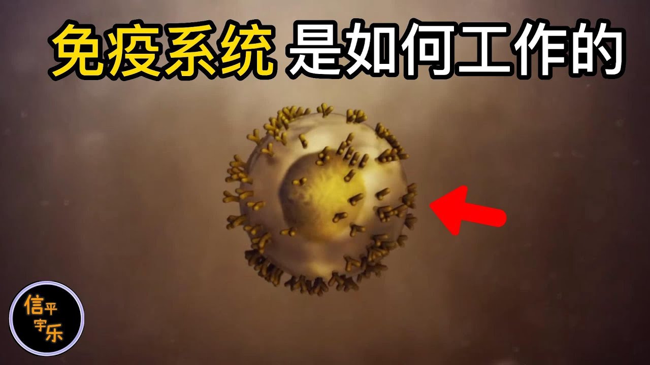 免疫系統實際上是如何工作的|看完這期視頻，你將不在懼怕任何疾病|信平宇樂