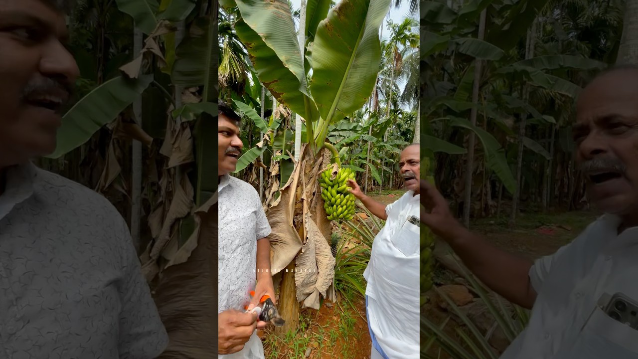 അത്ഭുത പഴങ്ങളും 500ൽ അധികം പഴവർഗം ഉള്ള ഒരു തോട്ടത്തിൽ ഞങ്ങൾ പോയി #vairal #trenting #malappuram