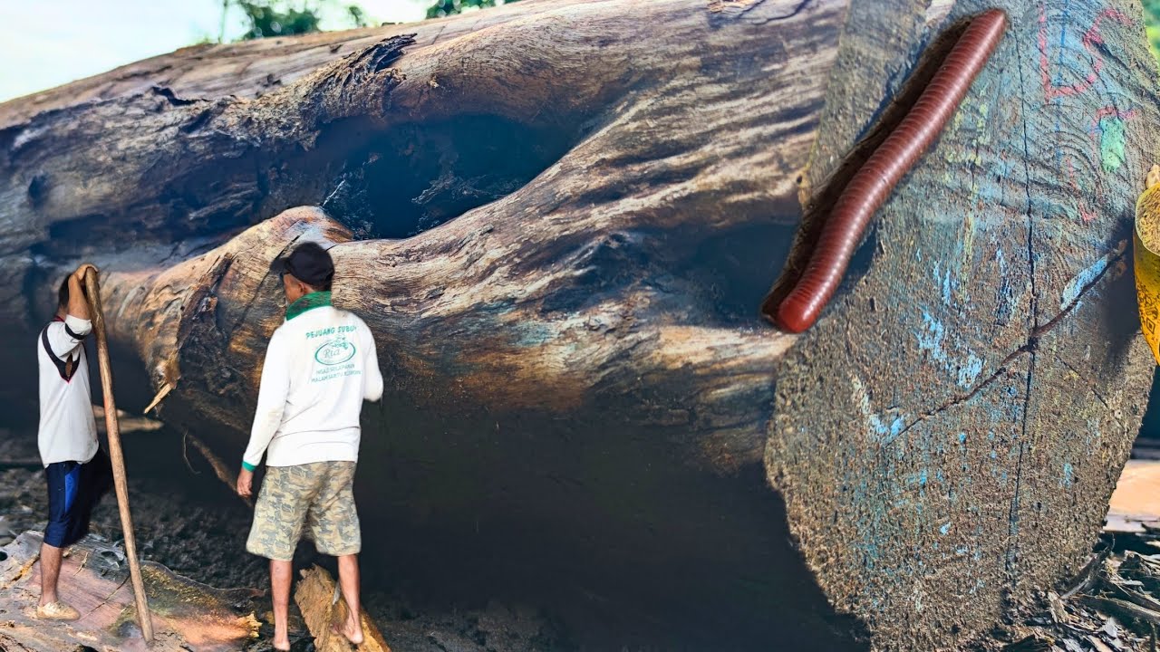 BATANG KAYU JATI HITAM DI KONSUMSI MAKHLUK LAIN !! - sawmill 