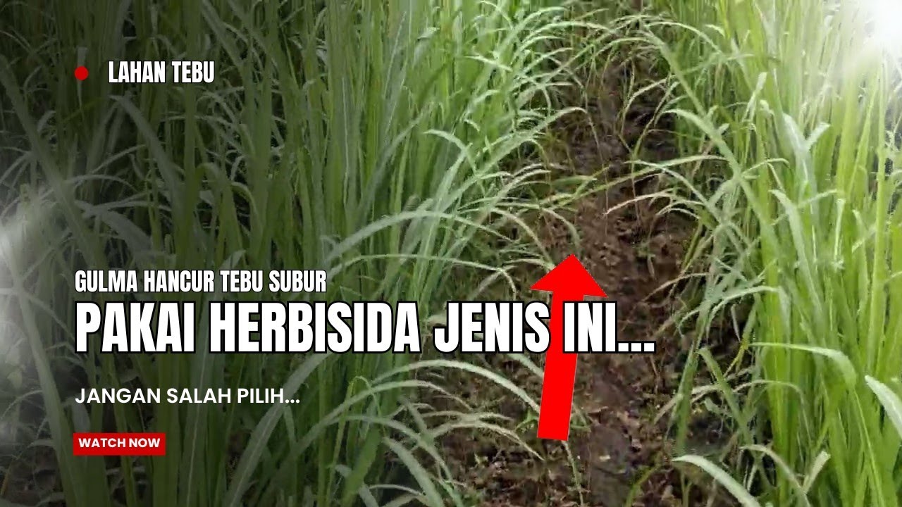 HERBISIDA TEBU || TEBU SUBUR GULMA HANCUR