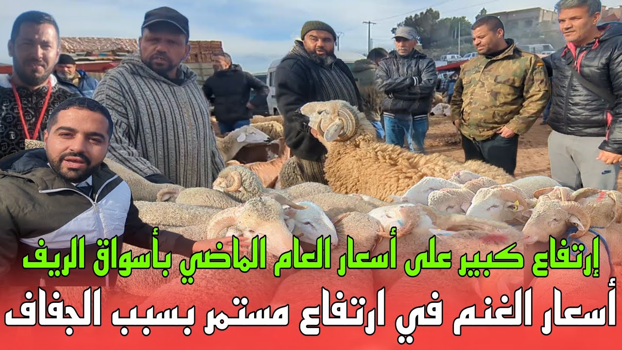 أجي تشوف  أسعار الغنم فأسواق الريف مقارنة مع العيد الكبير لي فات الثمن طالع و السبب هو الجفاف